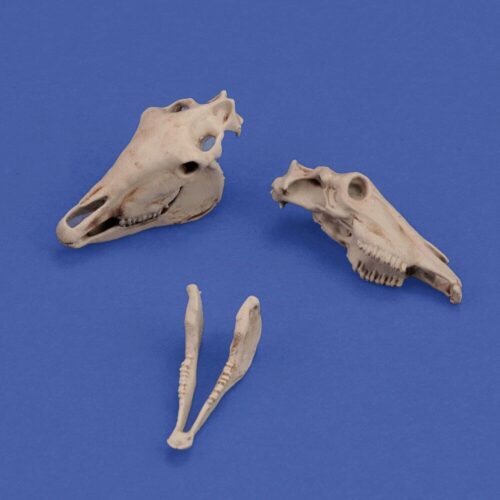 Royal Model RM1050 Horse skulls