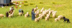 Themenwelt Schafe