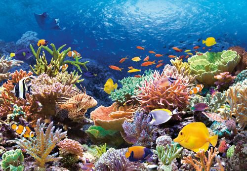 Castorland C-101511-2 Coral Reef Fishes,Puzzle 1000 Teile