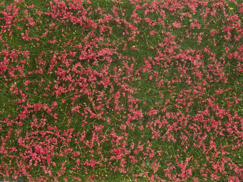 Noch 07257 Bodendecker-Foliage Wiese rot 12 x 18 cm