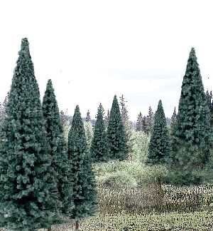 Woodland TR1588 4-6' Rm Real Blue Spruce 13/Pk