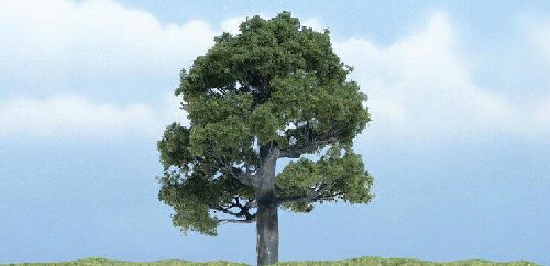 Woodland TR1606 1 Eiche  8 cm